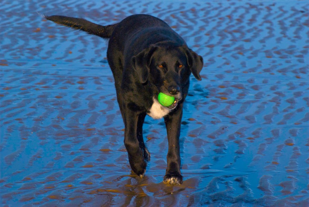 beach ball dog wales anglesey travels woof